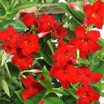 12" Mandevilla Trellis - Asst.