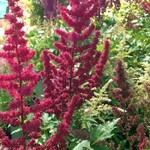 Astilbe - Cardinal 1G