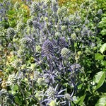 Sea Holly / Eryngium planum Blue Glitter 1 Gal