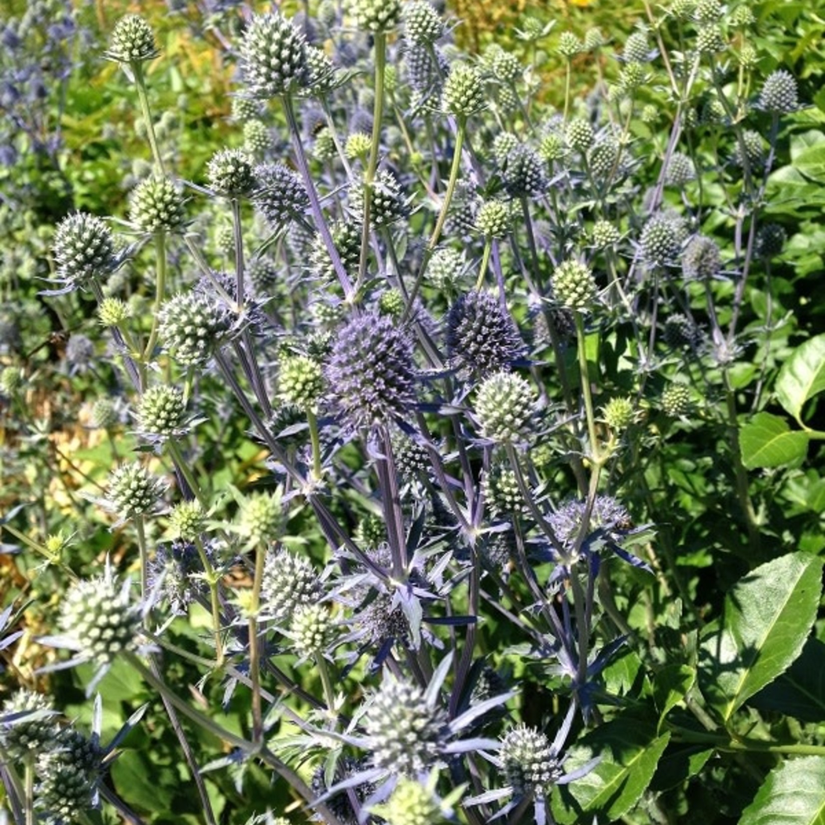 Sea Holly / Eryngium planum Blue Glitter 1 Gal