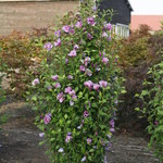 Proven Winners Rose of Sharon ' Purple Pillar' 2G