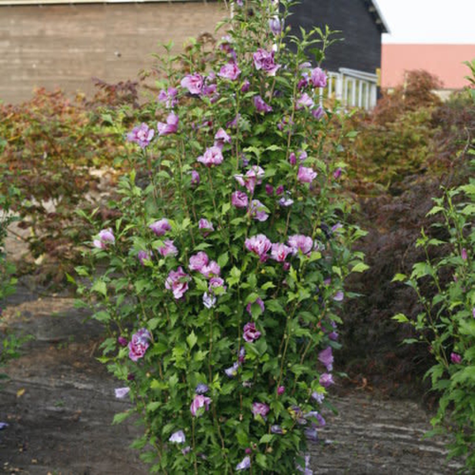Proven Winners Hibiscus s   Purple Pillar PW  Rose of Sharon 2Gal