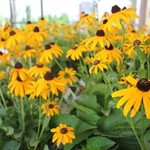 Black Eyed Susan  Goldsturm 15cm