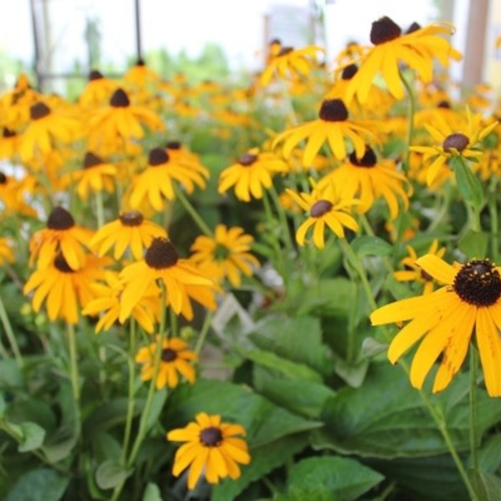 Black Eyed Susan Goldsturm 15cm