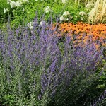 Dwarf Russian Sage 1G
