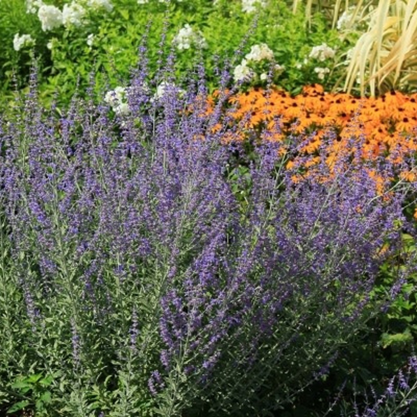 Dwarf Russian Sage 1G