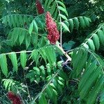 Staghorn Sumac 2G