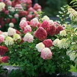 Proven Winners Hydrangea pan. Little Lime Punch PW 2G