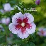 Rose of Sharon 'Orchid Satin'  2GAL PW