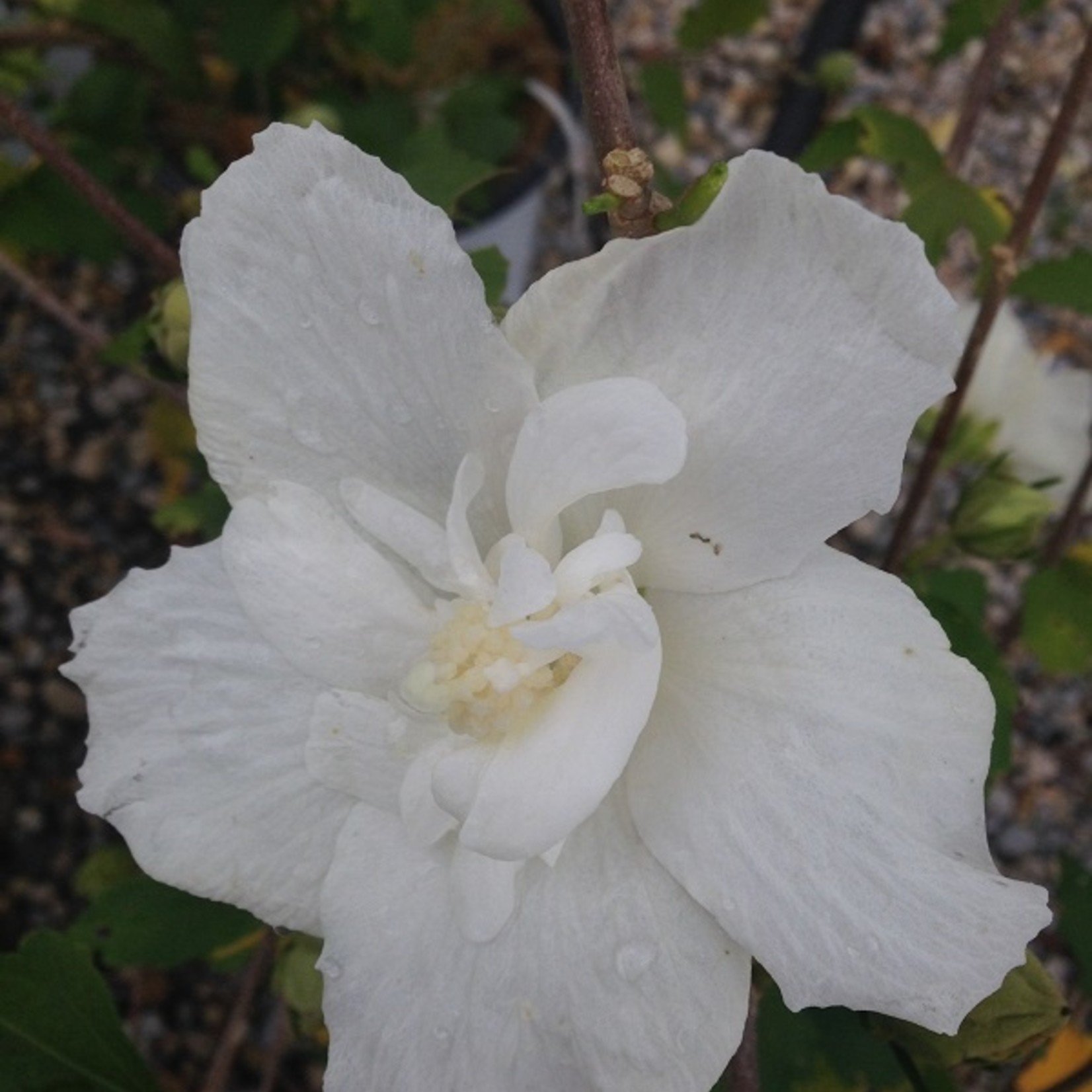 Hibiscus s   White Chiffon PW  Rose of Sharon 2Gal