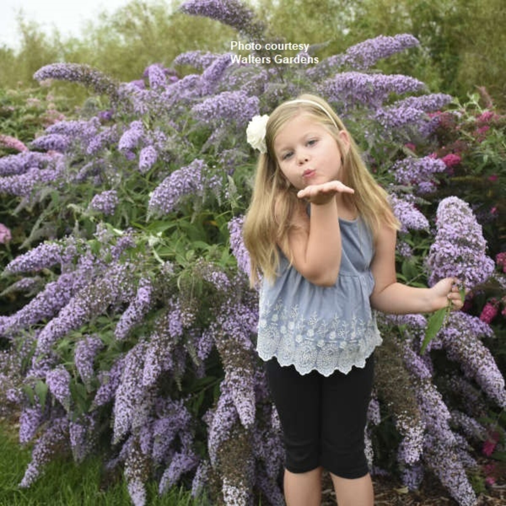 Buddleia davidii GRAND CASCADE / Grand Cascade Butterfly Bush 2G