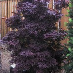 Japanese Maple  Twombley's Red Sentinel 125cm / 5G