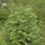 Cedar  Green Giant 5Gal.