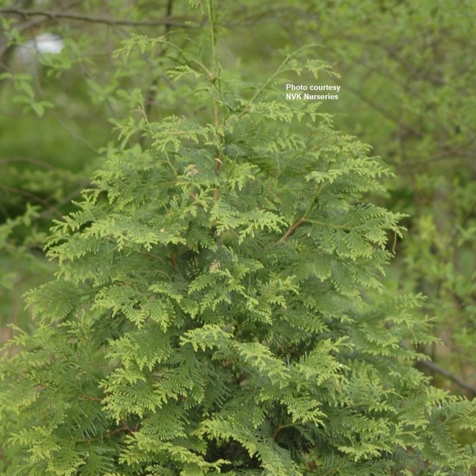 Cedar  Green Giant 5Gal.