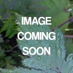 Coneflower Fiesta Orange 1Gal.