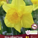 Van Noort King Alfred Narcissus - Bulk