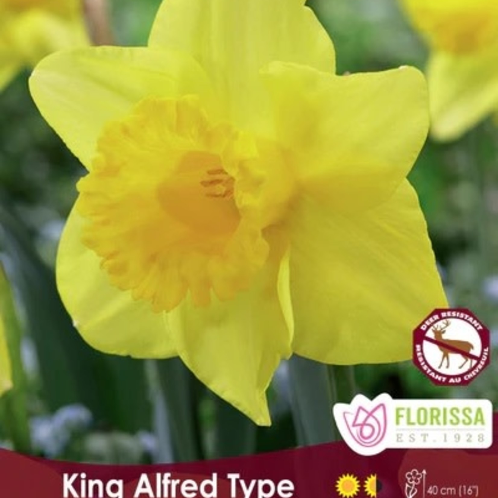 Van Noort King Alfred Narcissus - Bulk