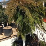 Russian  Cypress Treeform 10G