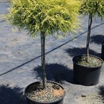 Threadleaf Cypress  Golden Mops Tree form 3G