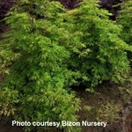Japanese Maple 'Full Moon Green Cascade'