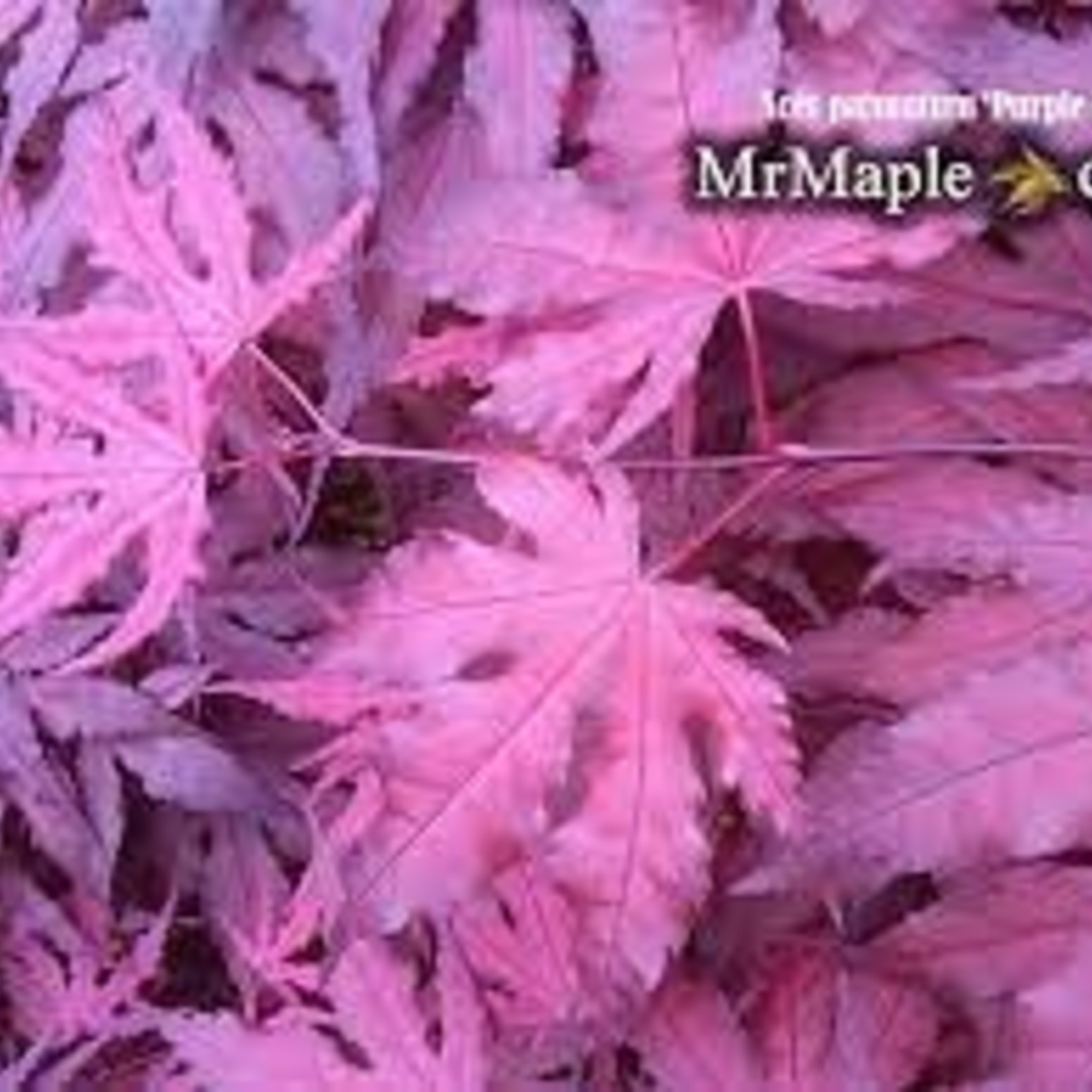 Japanese Maple  Purple Ghost 5G 125cm