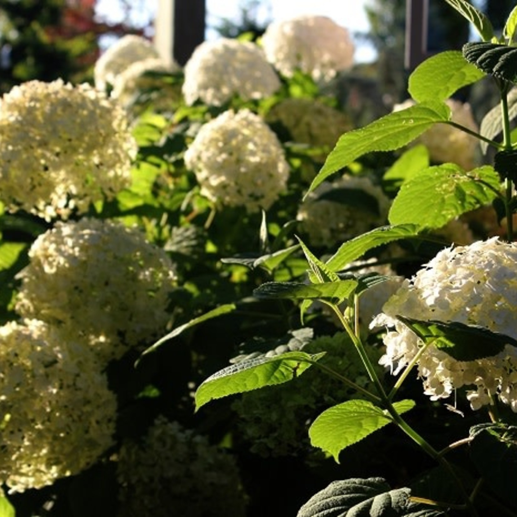 Annabelle Hydrangea 5G