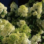Hydrangea  Sweet Summer Std 7G