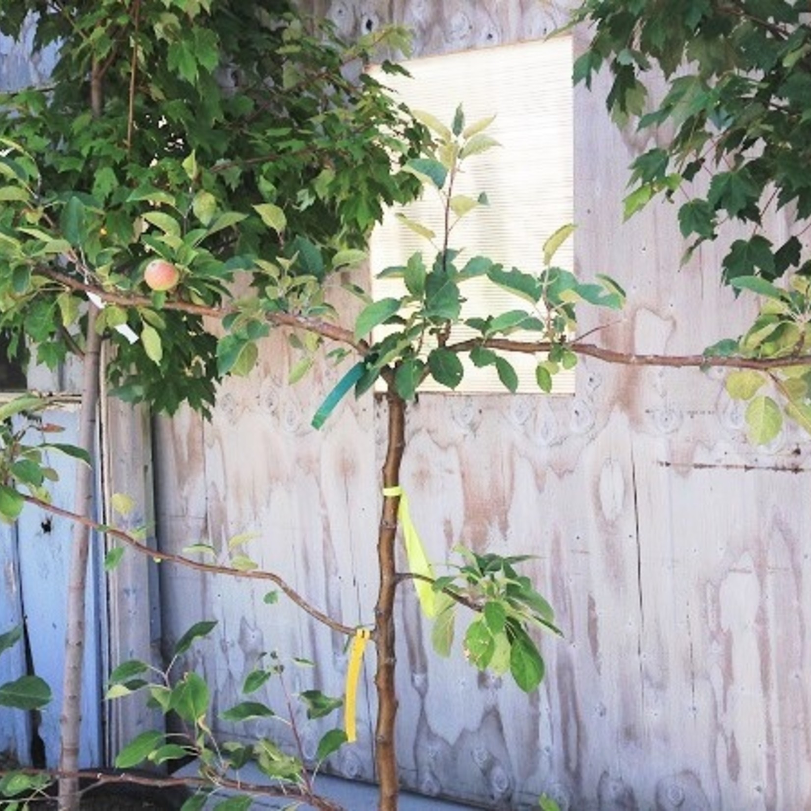 Apple Combo Espalier 7G