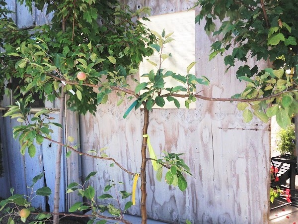 Apple Combo Espalier 7G - Klomps Home and Garden