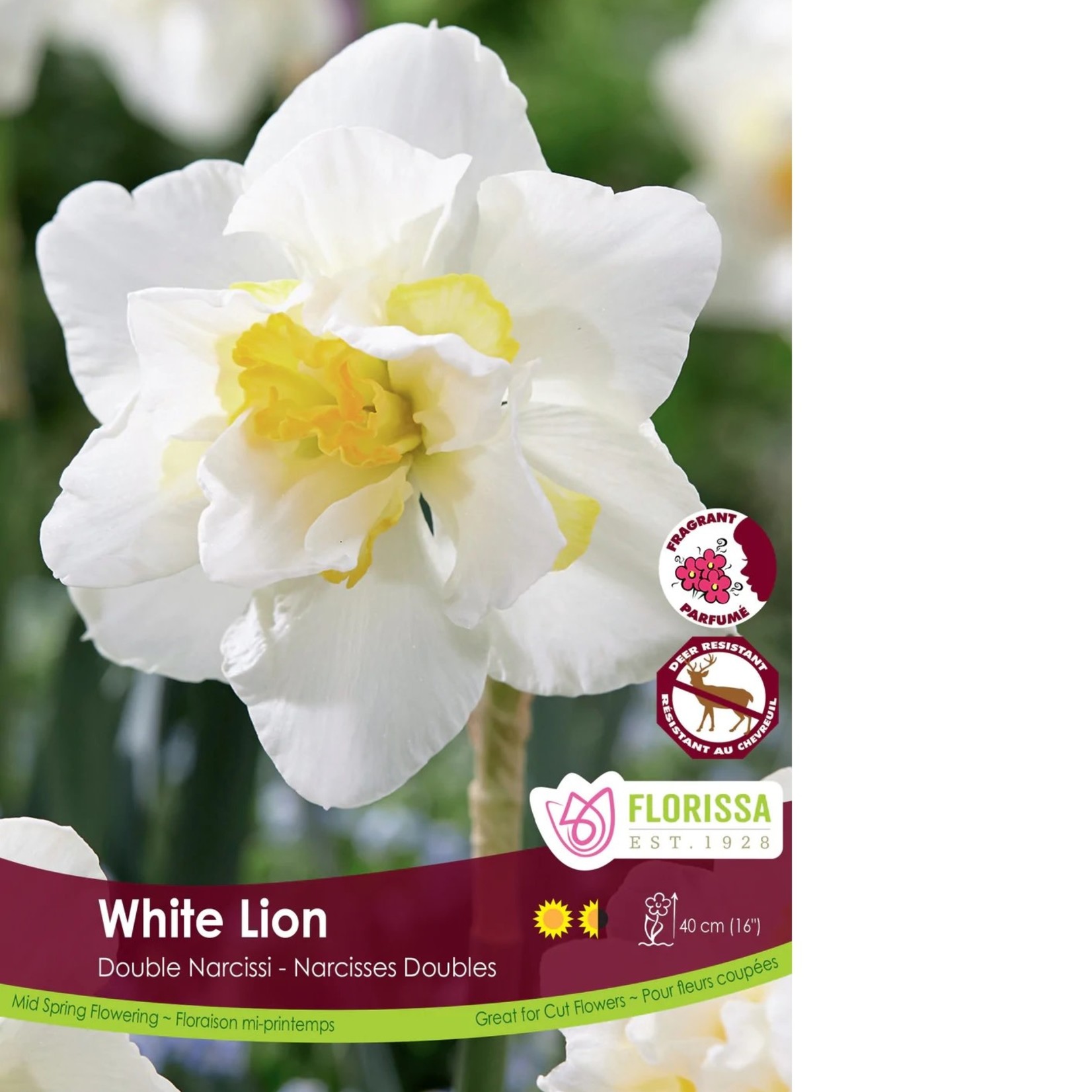 Van Noort Narcissus - Double White Lion Bulk