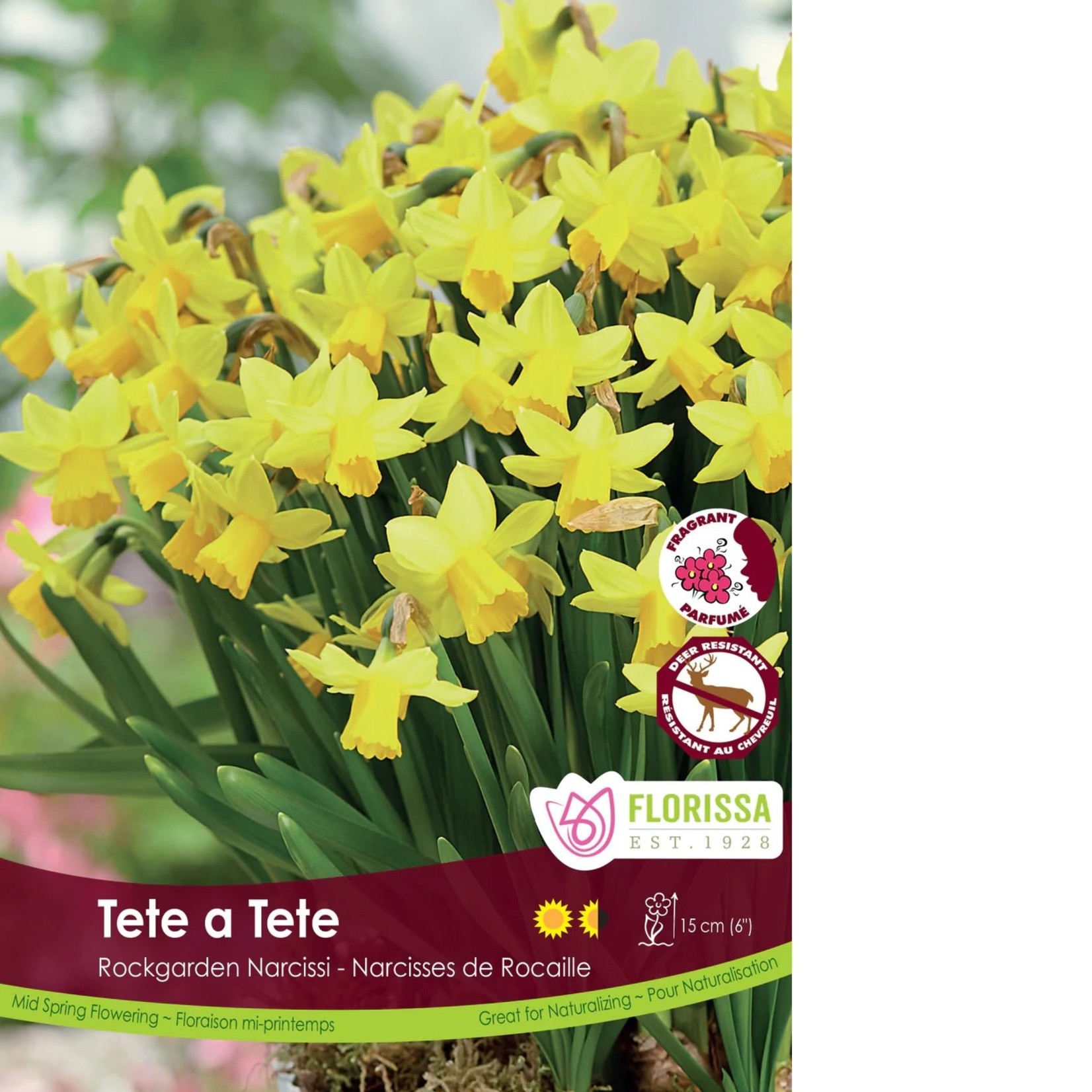 Van Noort Narcissus - Tete a Tete Tops Bulk - Klomps Home and Garden