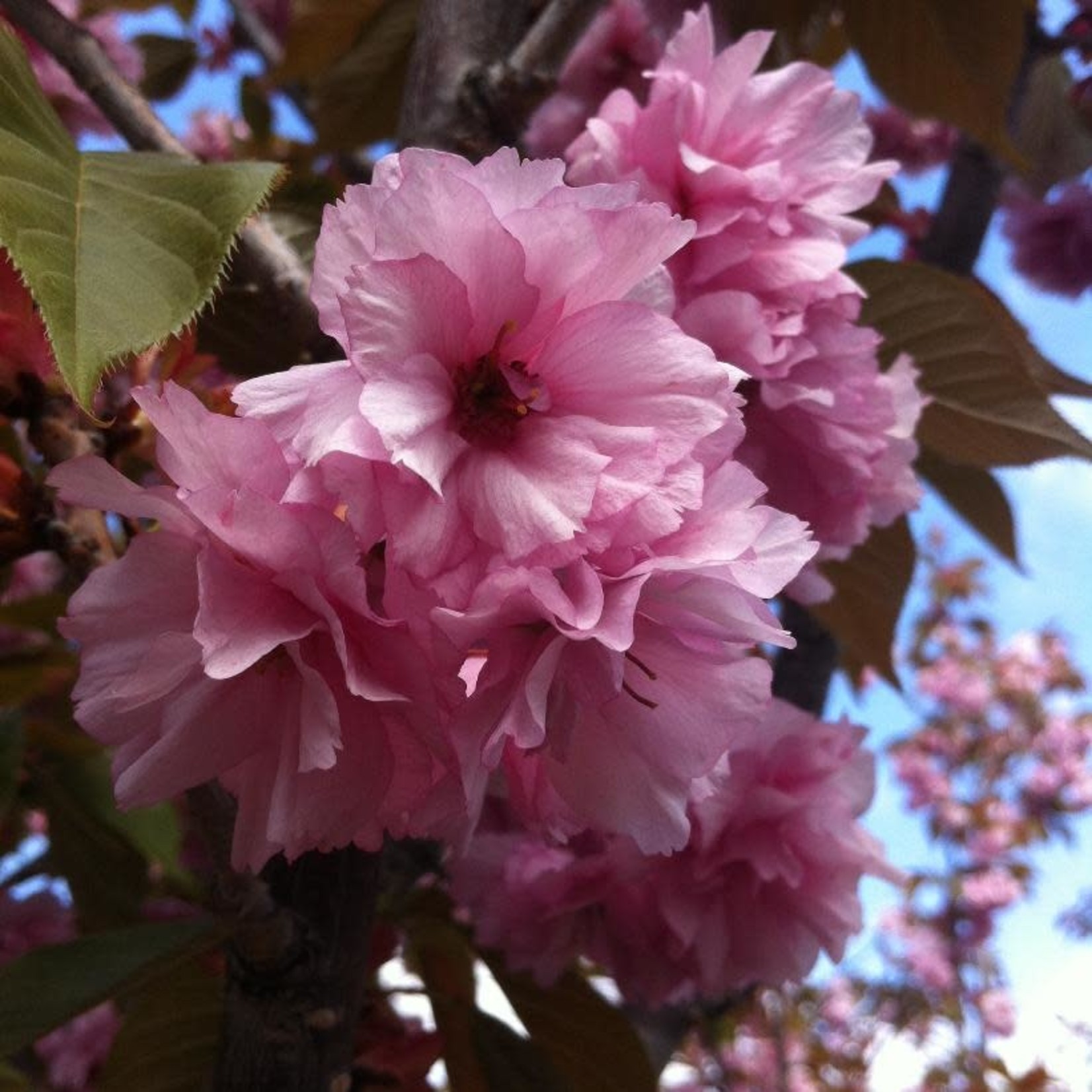 Japanese Cherry Kwanzan 15G