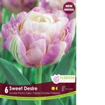 Van Noort Tulip - Sweet Desire 6/Pkg