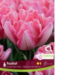 Van Noort Tulip - Foxtrot 6/Pkg
