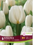 Van Noort Tulip - Antarctica 6/Pkg