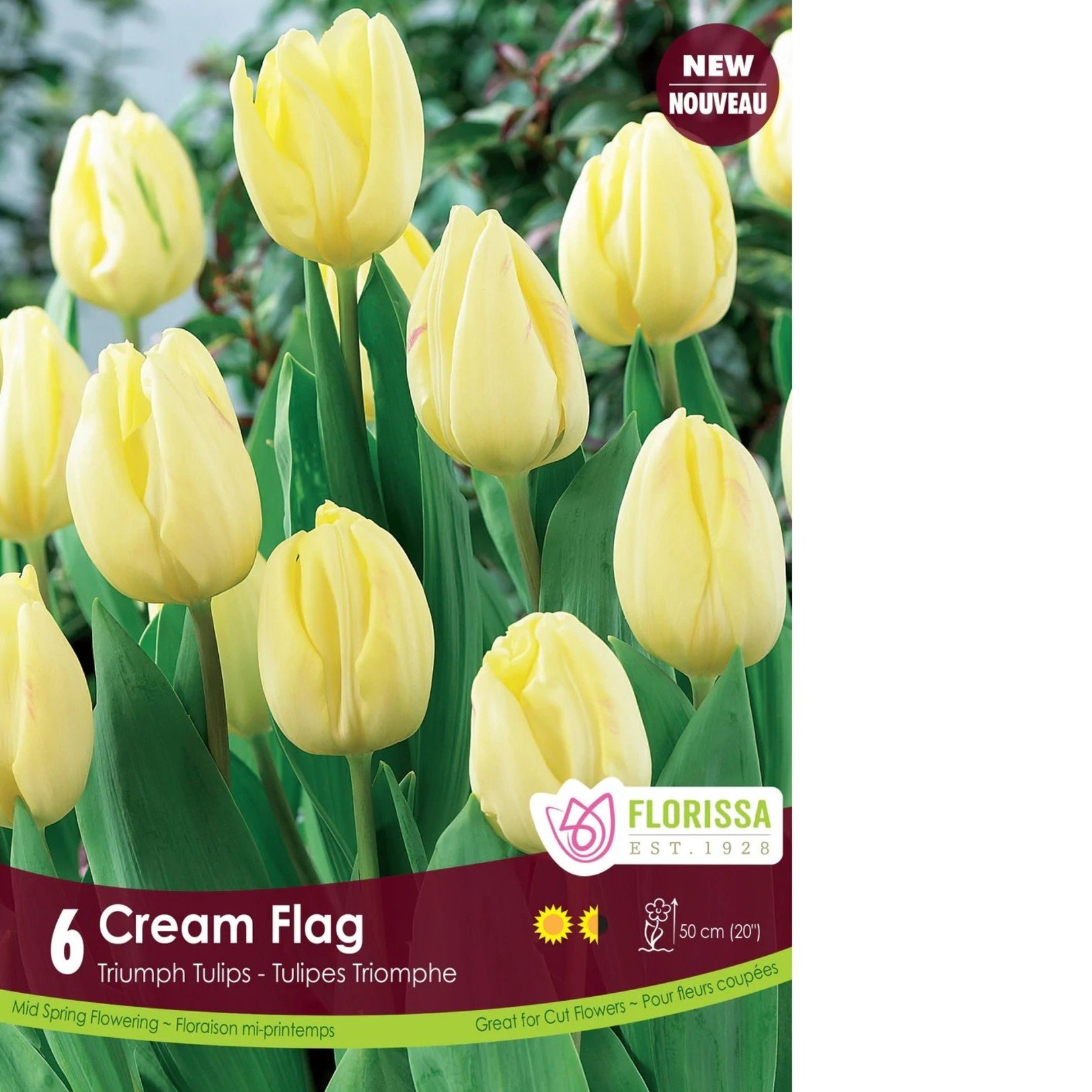 Van Noort Tulip - Cream Flag 6/Pkg