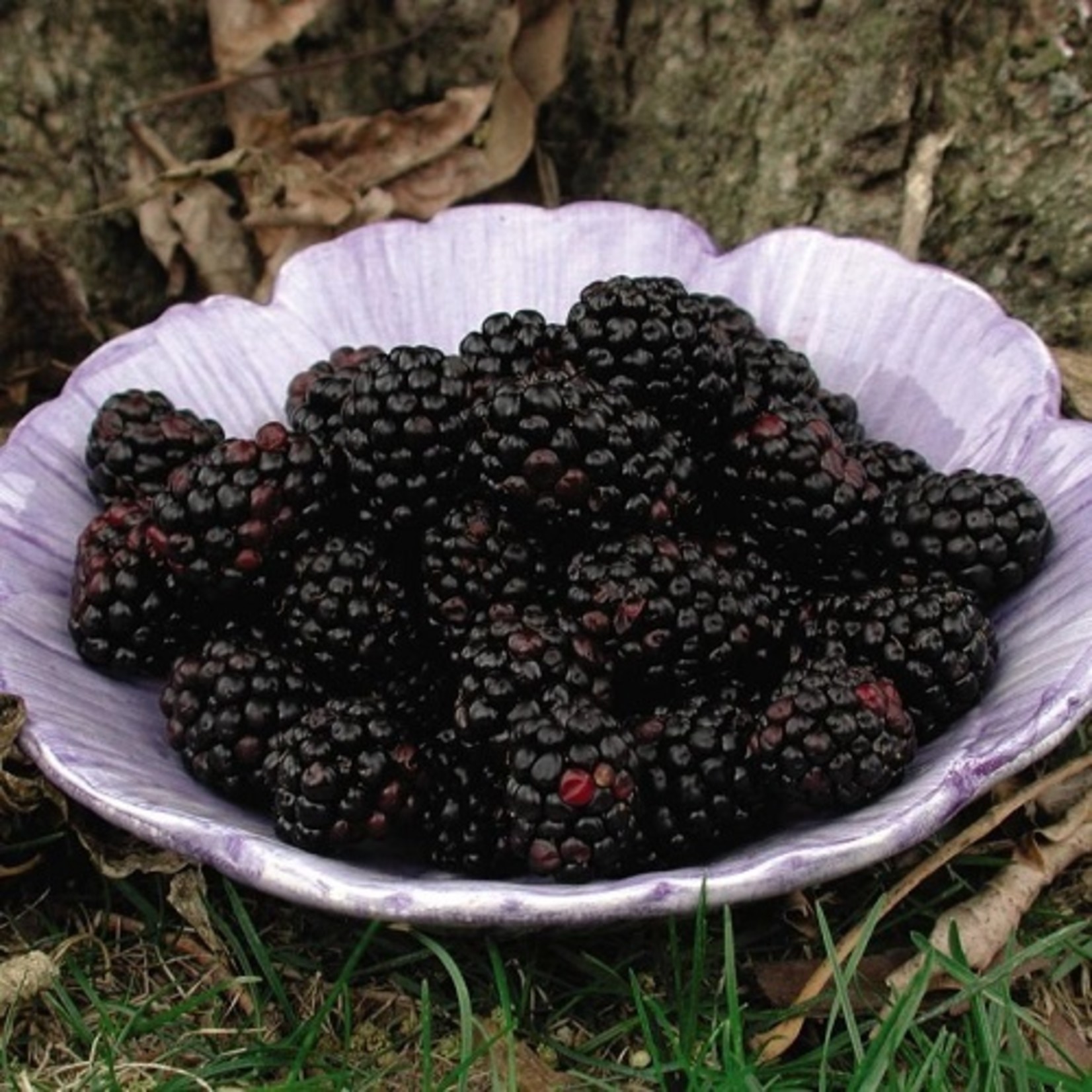 Rubus fruticosus Triple Crown Blackberry