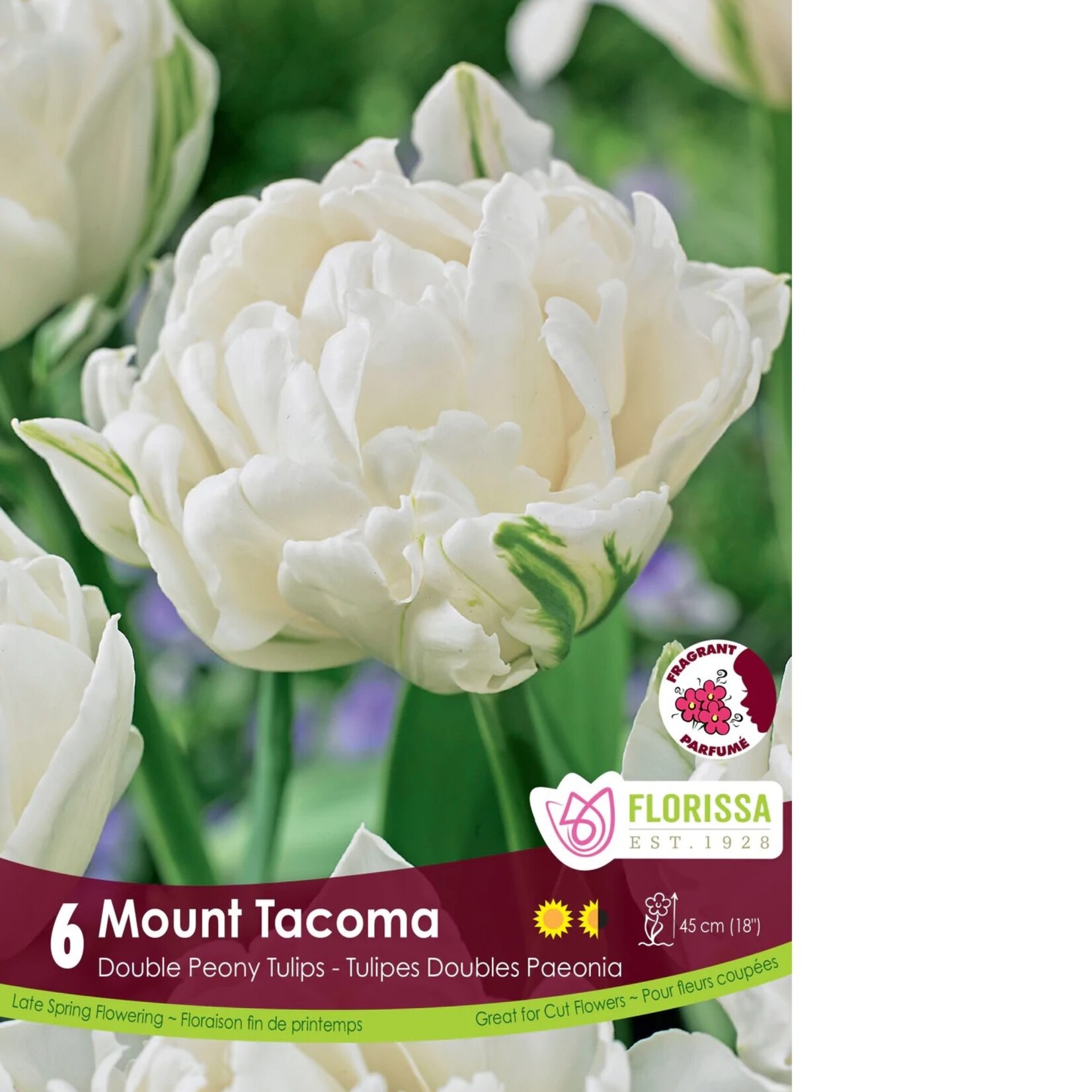 Van Noort Tulip - Double Peony Mount Tacoma 6/Pkg
