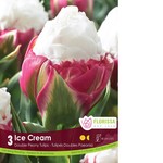 Van Noort Tulip - Double Peony Ice Cream 3/Pkg