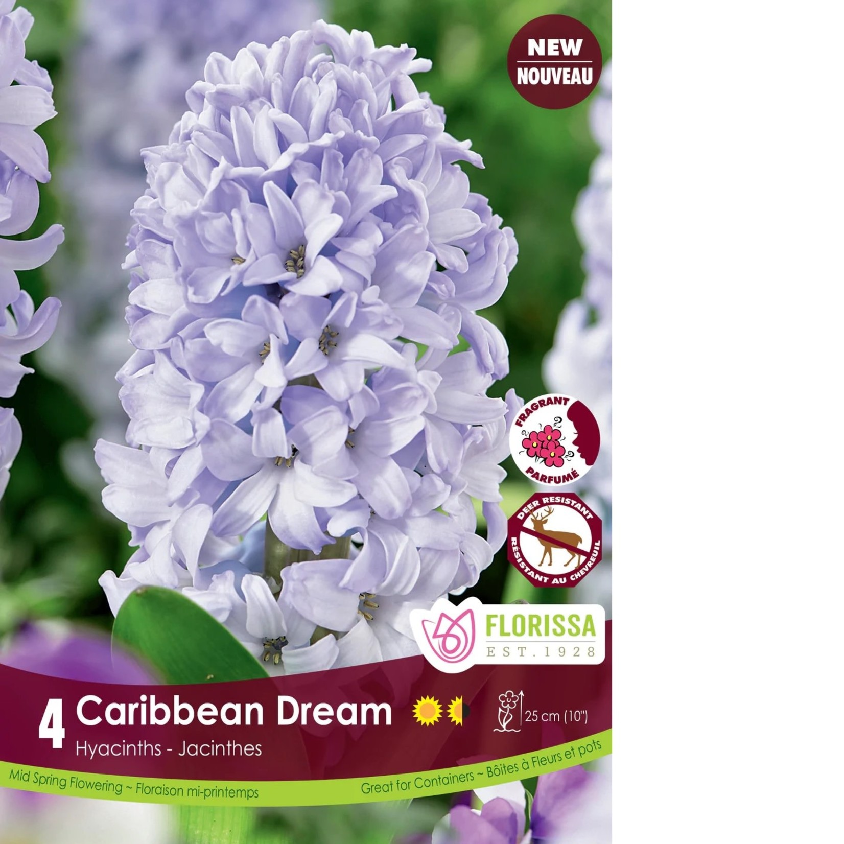 Van Noort Hyacinth - Caribbean Dream 4/Pkg