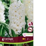 Van Noort Hyacinth - Carnegie 4/Pkg