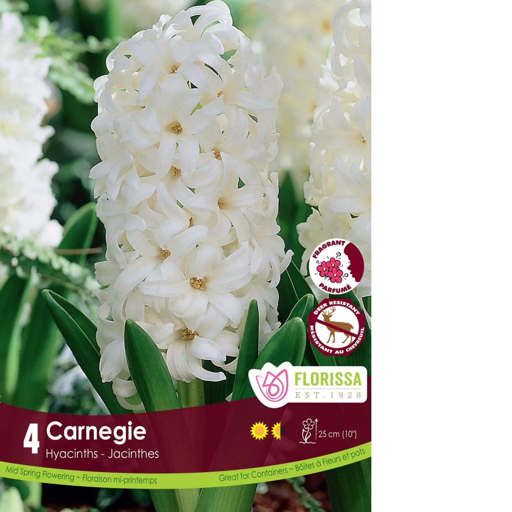 Van Noort Hyacinth - Carnegie 4/Pkg