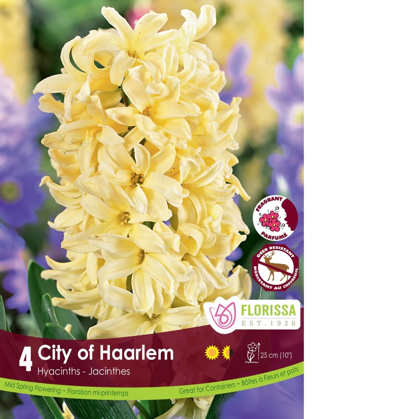 Van Noort Hyacinth - City of Haarlem 4/Pkg