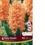 Van Noort Hyacinth - Gipsy Queen 4/Pkg