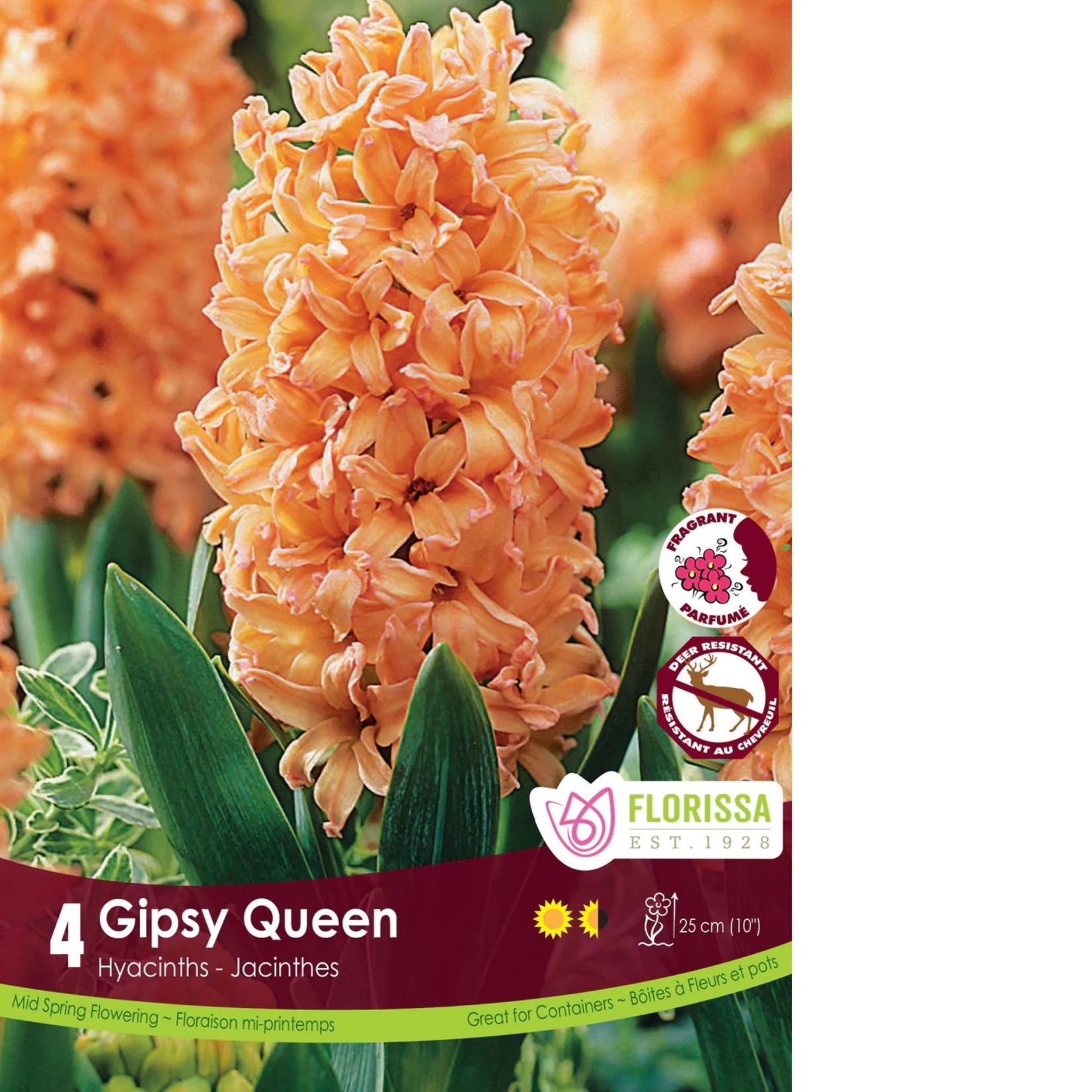 Van Noort Hyacinth - Gipsy Queen 4/Pkg
