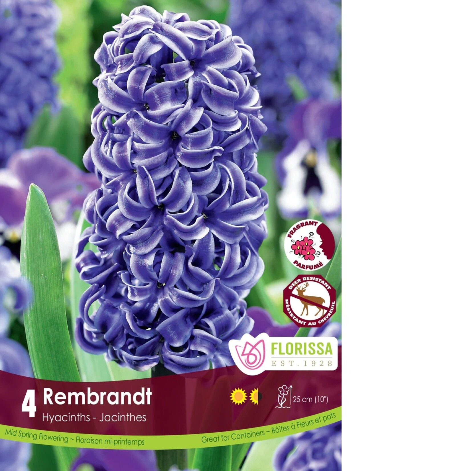 Van Noort Hyacinth - Rembrandt 4/Pkg