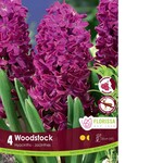 Van Noort Hyacinth - Woodstock 4/Pkg