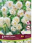Van Noort Narcissus - Bridal Crown 5/Pkg
