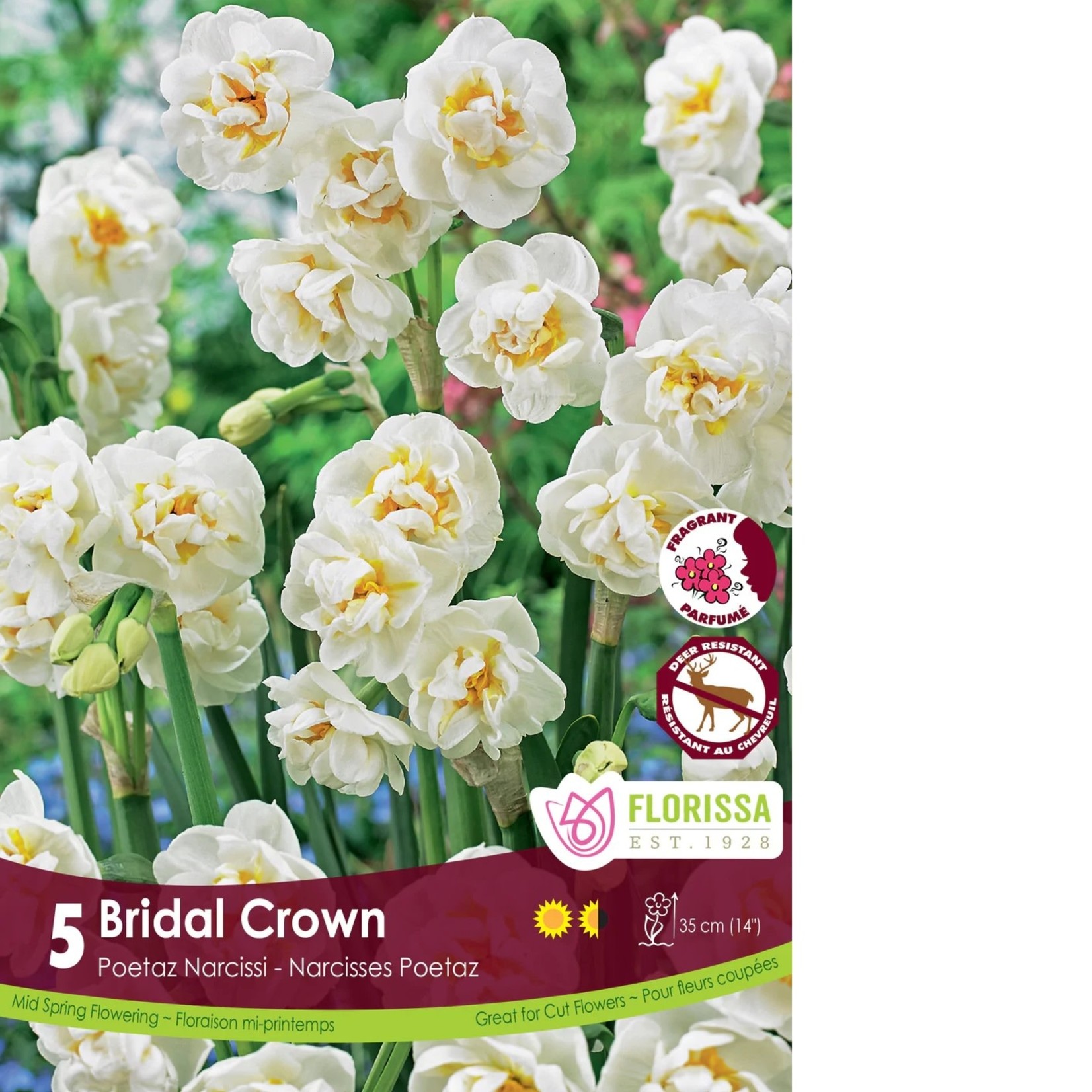 Van Noort Narcissus - Bridal Crown 5/Pkg