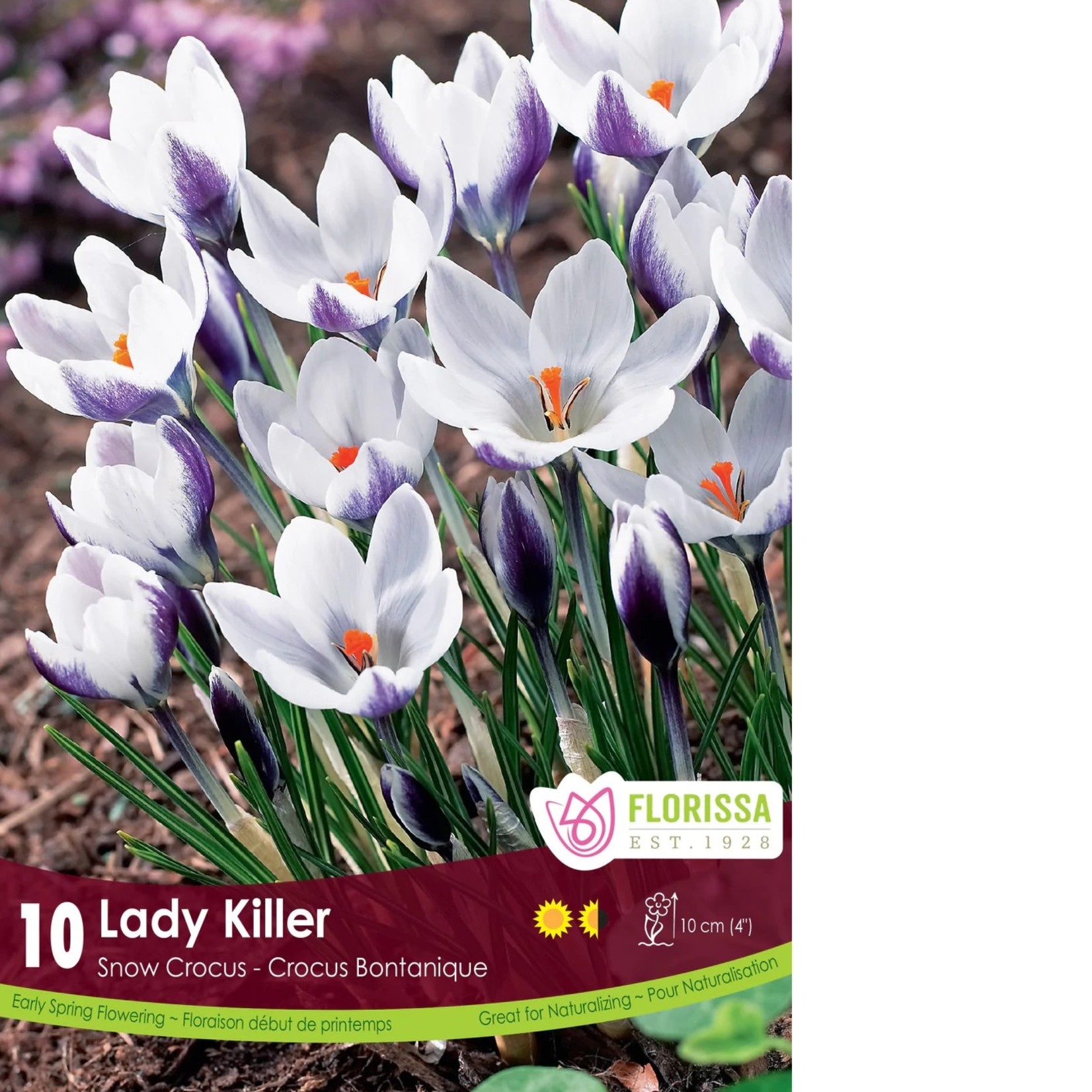 Van Noort Crocus - Lady Killer 10/Pkg